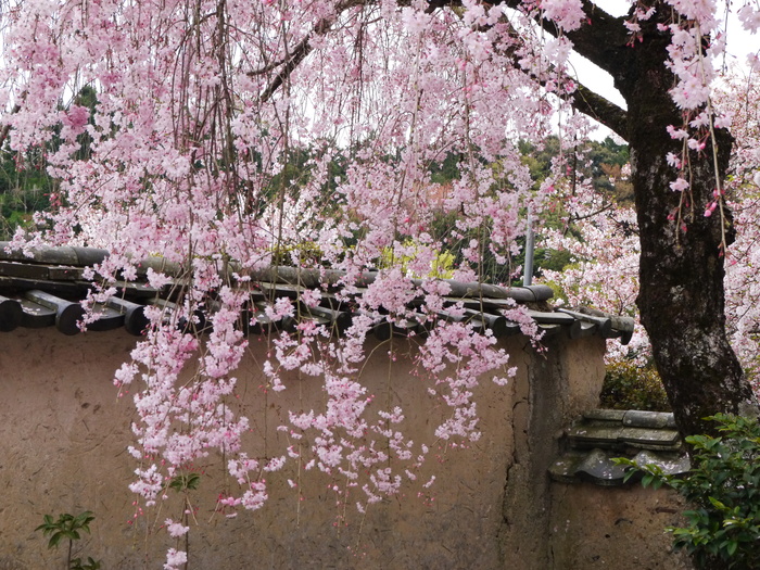 　　粉河寺　最終回_b0093754_21554271.jpg