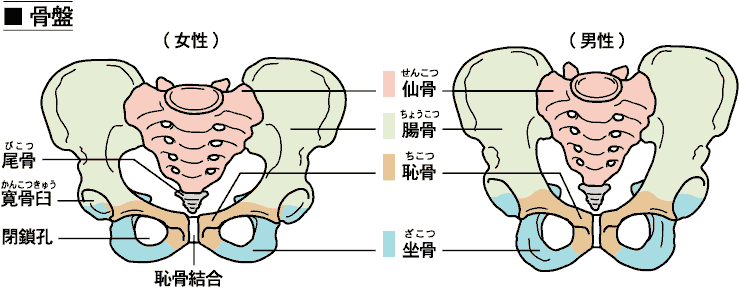 坐骨神経痛 6大原因とトリガーポイント 筋筋膜性疼痛 ホロス加藤 札幌 カイロ トリガーポイント 坐骨神経痛 6大原因とトリガーポイント 筋筋膜性疼痛 ホロス加藤 札幌 カイロ トリガーポイント