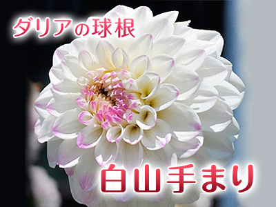 ダリアの球根 17年の新販売品種の紹介 選び抜いた全30品種で大好評販売中 ｆｌｃパートナーズストア