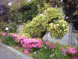お見合いは10回したら9回はダメながです。_f0291565_12114623.jpg