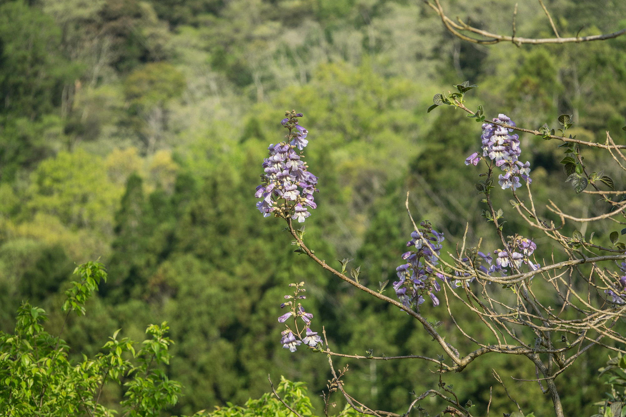 桐の花_e0015567_20541613.jpg