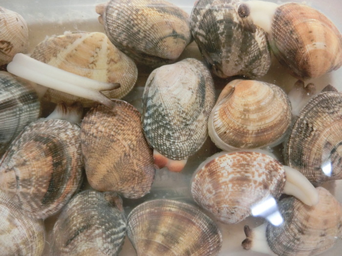 気になるアサリ フレンチ食堂 エスカルゴ 気になるアサリ フレンチ食堂 エスカルゴ