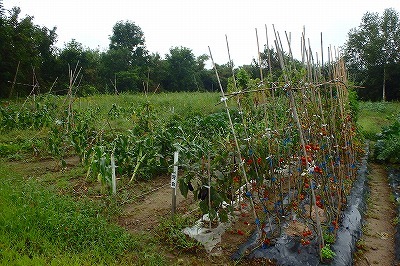 本別の観光農園，栽培体験者を募集_b0171771_01564957.jpg