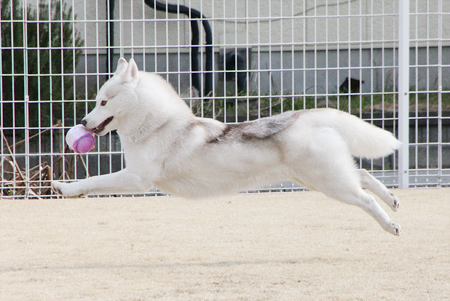 ♪ 飛んで飛んで飛んで飛んで飛んで ♪_c0161772_12260684.jpg