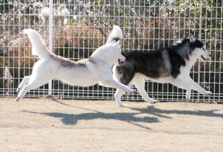 ♪ 飛んで飛んで飛んで飛んで飛んで ♪_c0161772_12284528.jpg