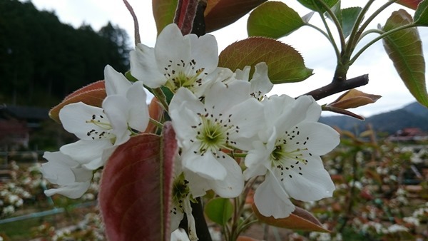 梨の花満開＋リンゴの花開花 in 周南市_d0358272_10110450.jpg