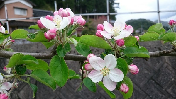 梨の花満開＋リンゴの花開花 in 周南市_d0358272_10112849.jpg