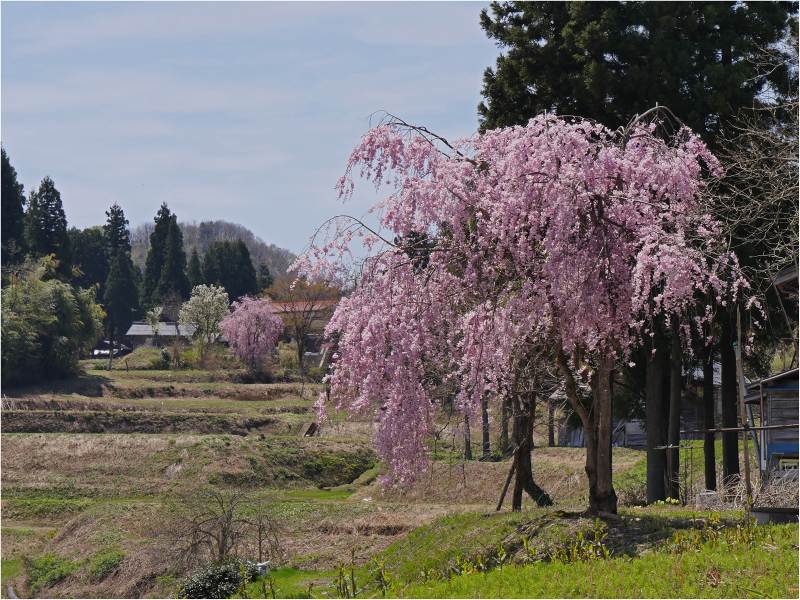 花咲く寸景_a0079473_0165649.jpg