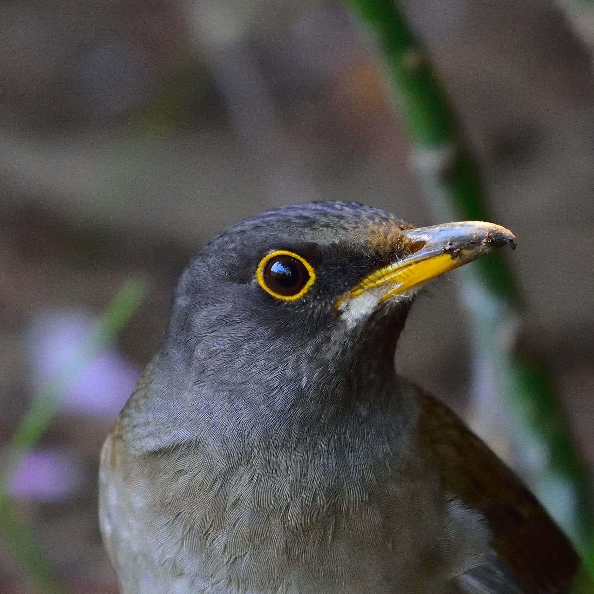 シロハラ（白腹）/Pale Thrush_f0365975_00201404.jpg