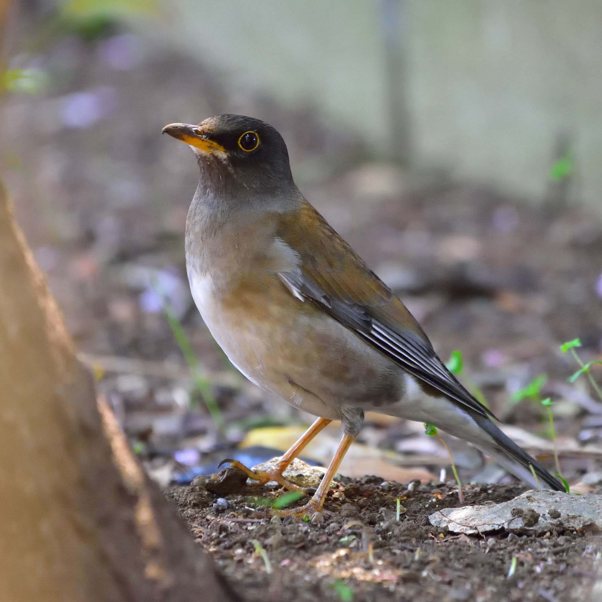 シロハラ（白腹）/Pale Thrush_f0365975_00203351.jpg