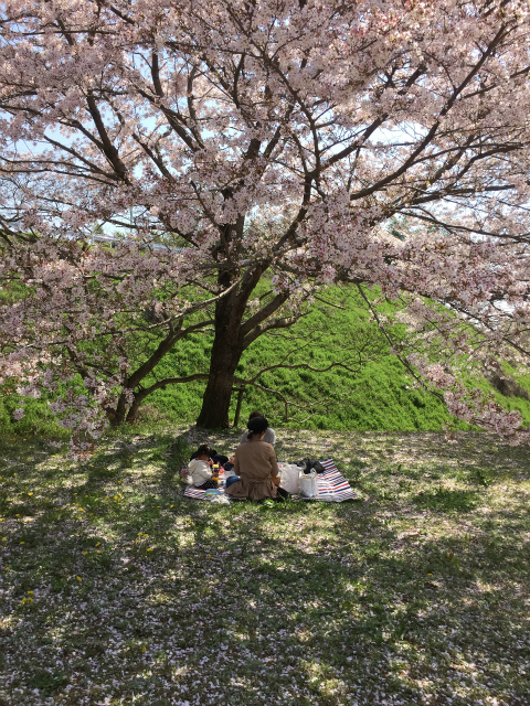 山田グリーンパークの桜　iPhoneにて_a0170378_22141487.jpg