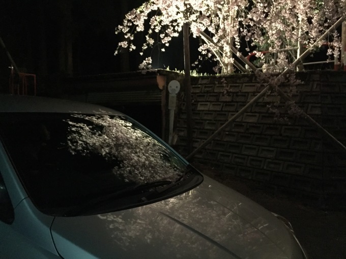 みごとな枝垂れ桜_d0182179_20570780.jpg