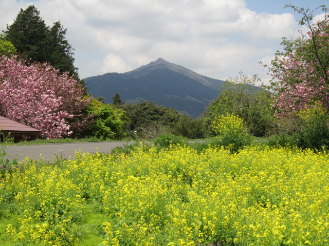 新緑の茨城日帰り（20170425）_a0308789_06320950.jpg