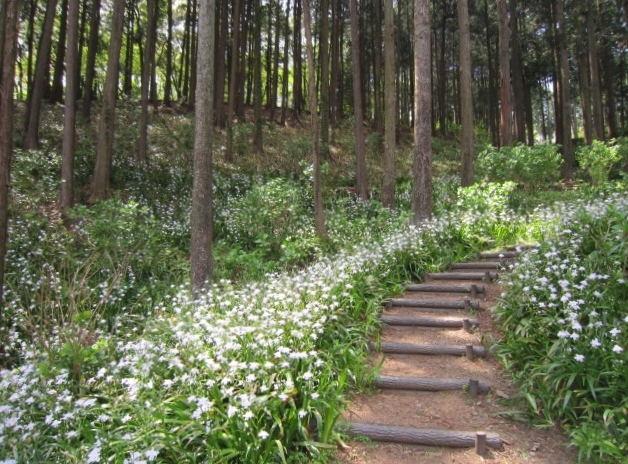 新緑の茨城日帰り（20170425）_a0308789_06323933.jpg