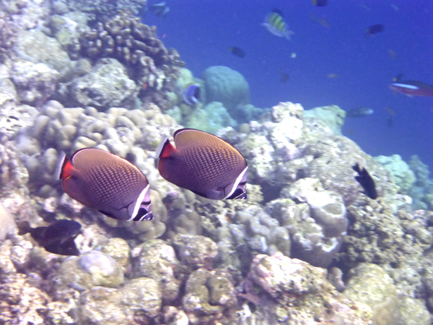 Maldives 2017 Milaidhoo　ミライドゥ　その23　初めての朝スノ2_c0147790_13572181.jpg