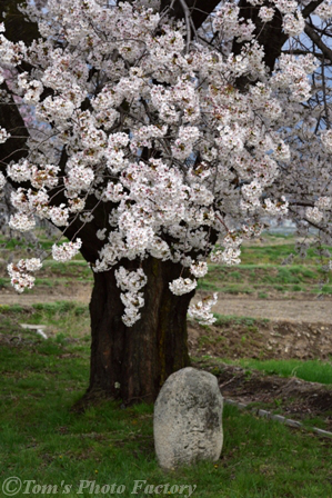 信州安曇野～桜の銘木を訪ねる_b0155692_2163393.jpg