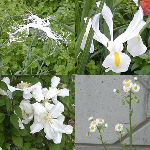 ●梅雨入り前の白花、その5_d0053294_23295486.jpg