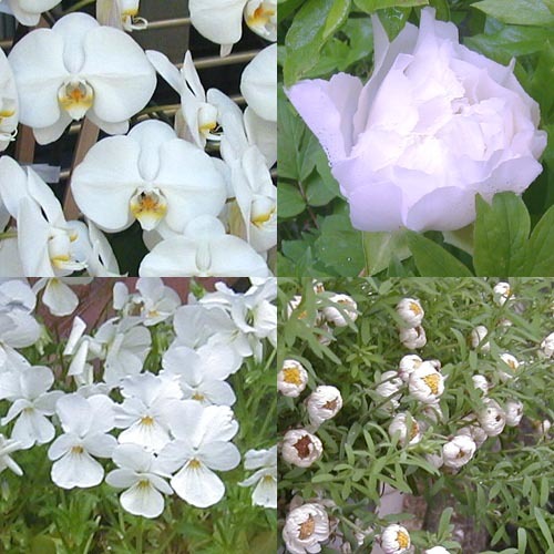 ●梅雨入り前の白花、その5_d0053294_23315502.jpg