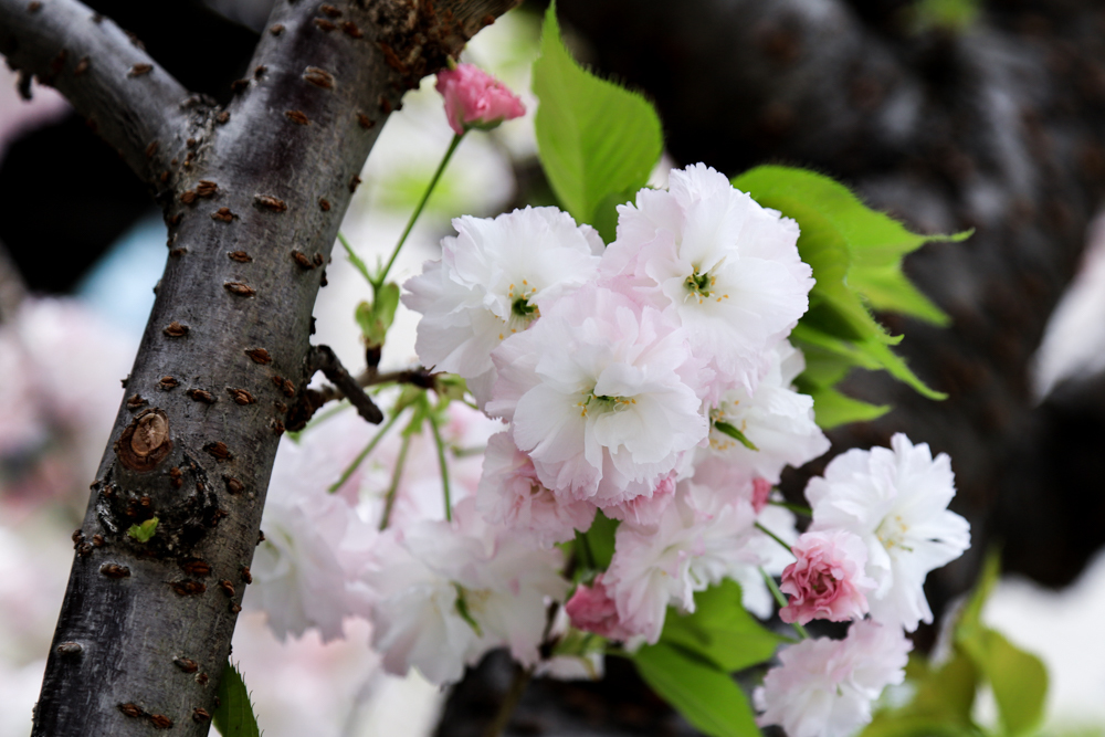 八重桜_c0252695_09563999.jpg