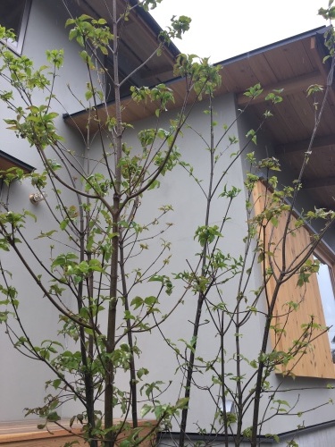 ki-bakoに木を植えた。_d0087595_17132368.jpg