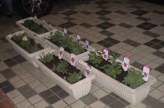 春から秋の花壇_d0016397_02100489.jpg