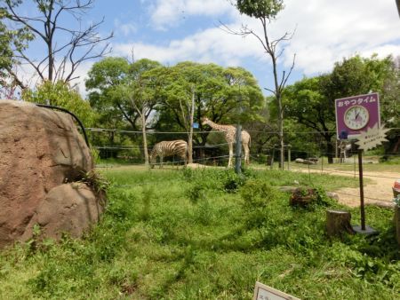 久しぶりの動物園_b0337598_12341207.jpg