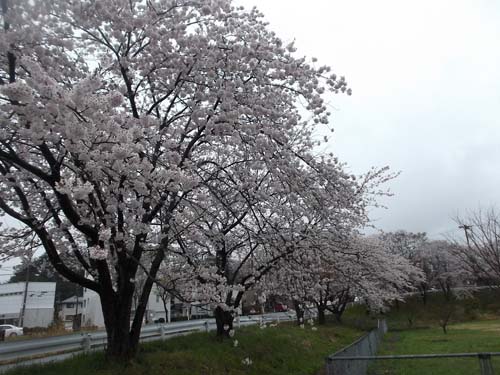 桜が散り始めた&白菜キムチの仕込_f0019498_19281633.jpg