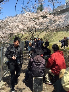 満開の桜_a0335202_17352657.jpg