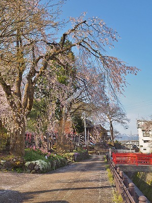 桜吹雪の枝垂れ桜_c0336902_19124127.jpg