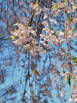 桜吹雪の枝垂れ桜_c0336902_19124558.jpg
