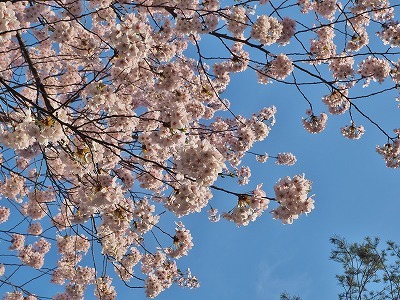 桜吹雪の枝垂れ桜_c0336902_19125356.jpg