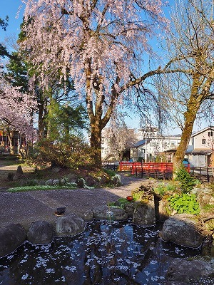 桜吹雪の枝垂れ桜_c0336902_19125855.jpg