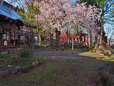 桜吹雪の枝垂れ桜_c0336902_19130201.jpg