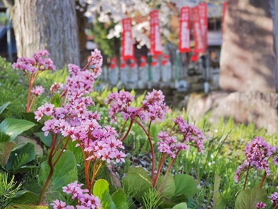 桜吹雪の枝垂れ桜_c0336902_19130725.jpg