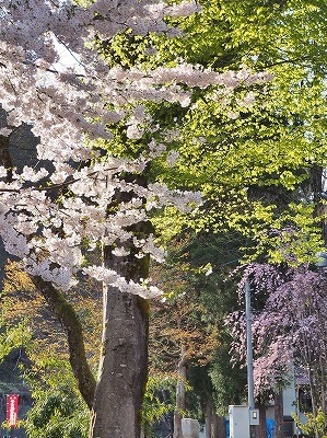 桜吹雪の枝垂れ桜_c0336902_19131246.jpg