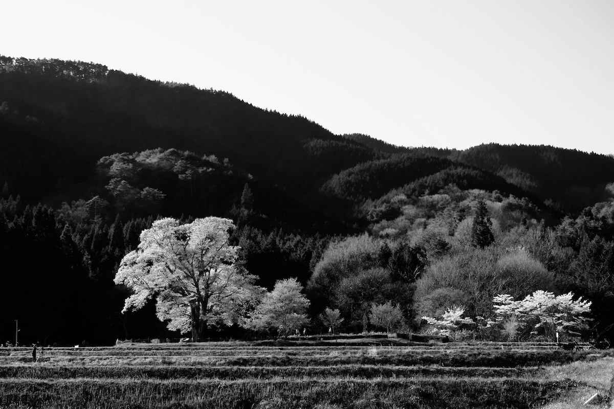 千鳥別尺の山桜　＃１_f0339610_23450081.jpg