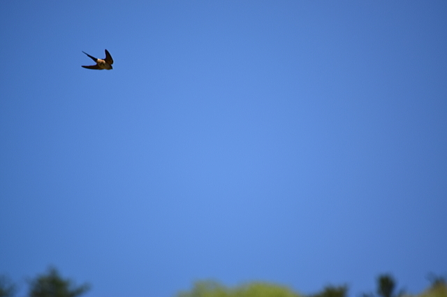 ソロツーは鳥見しながら渓谷プチ林道(^^)v_f0368610_20261663.jpg