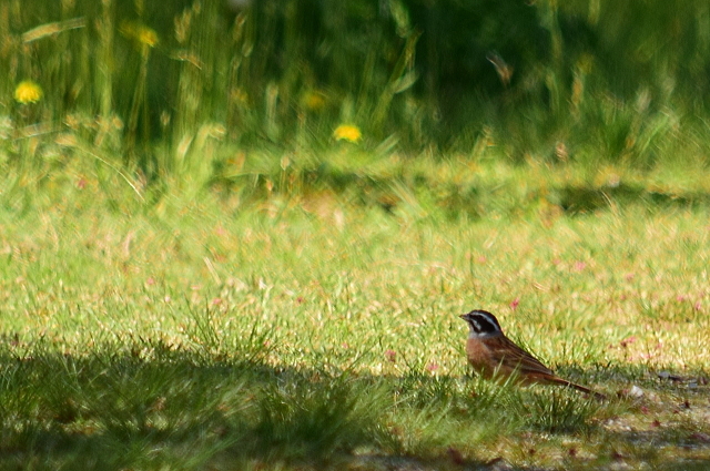 ソロツーは鳥見しながら渓谷プチ林道(^^)v_f0368610_20270364.jpg