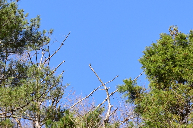 ソロツーは鳥見しながら渓谷プチ林道(^^)v_f0368610_20363271.jpg