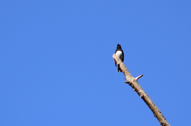 ソロツーは鳥見しながら渓谷プチ林道(^^)v_f0368610_20364736.jpg