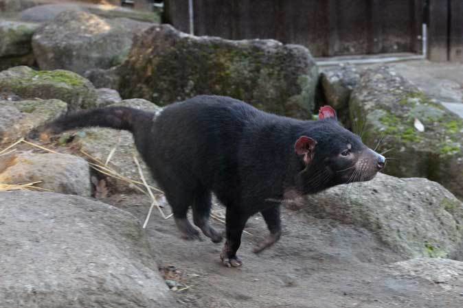 冬の悪魔 ひた走るタスマニアデビル 続々 動物園ありマス