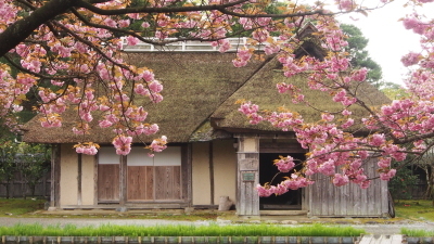 八重桜が見頃です。そして4/27現在の藤の状況_e0135219_11380435.jpg