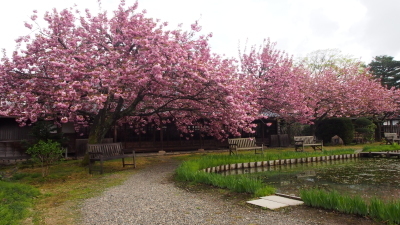 八重桜が見頃です。そして4/27現在の藤の状況_e0135219_11381824.jpg