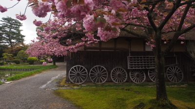 八重桜が見頃です。そして4/27現在の藤の状況_e0135219_11382744.jpg