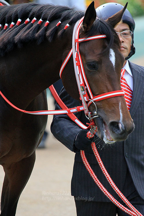 2014.11.30 東京競馬場☆プロミネントJT☆タイセイドリーム【Thoroughbred】_f0250322_2158507.jpg