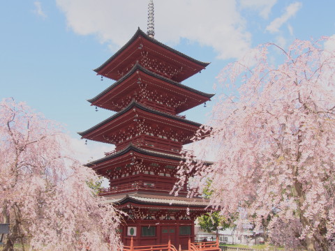 最勝院五重塔の桜（弘前市）*2017.04.27_b0147224_21293143.jpg