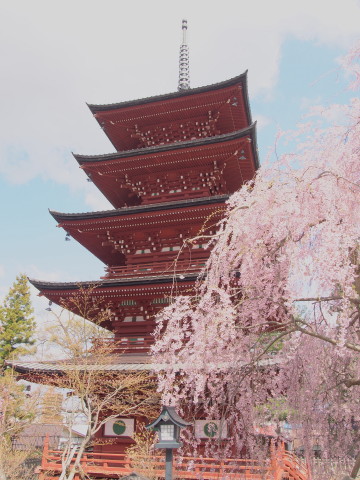 最勝院五重塔の桜（弘前市）*2017.04.27_b0147224_21393374.jpg