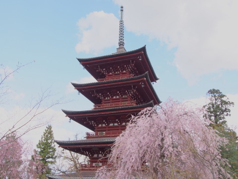 最勝院五重塔の桜（弘前市）*2017.04.27_b0147224_21405730.jpg