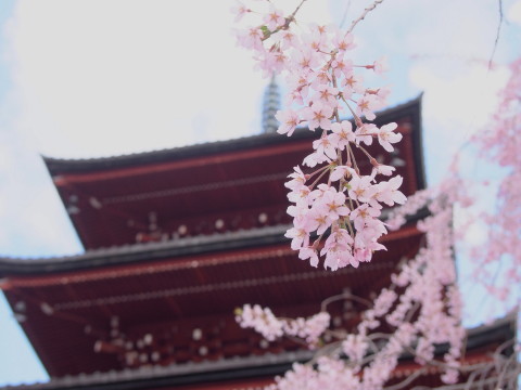 最勝院五重塔の桜（弘前市）*2017.04.27_b0147224_2140599.jpg