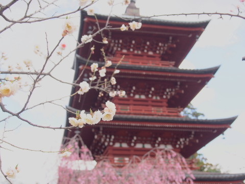 最勝院五重塔の桜（弘前市）*2017.04.27_b0147224_21421524.jpg